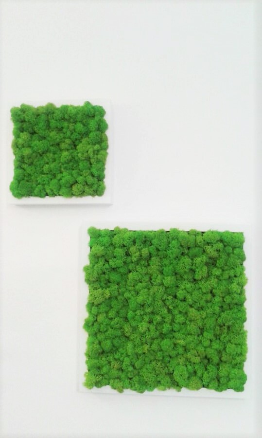 QUADRI IN LICHENE Image